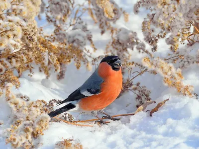 Птицы ленинградской области зимой - 82 фото
