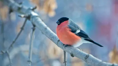 Птицы ленинградской области зимой - 82 фото