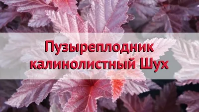 Пузыреплодник калинолистный Шух - купить по цене от 800 руб с доставкой по  Москве - интернет магазин Спелов