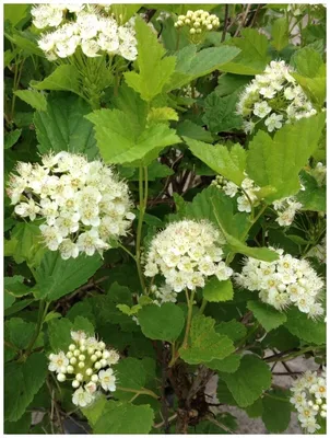 Пузыреплодник (physocarpus) калинолистный. шух — купить по низкой цене на  Яндекс Маркете