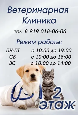 РАЗВИТИЕ КОТЯТ