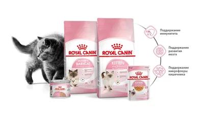 Развитие котенка и уход за ним | Royal Canin