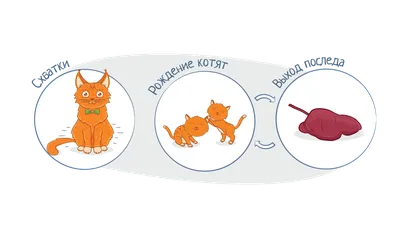 Как понять, что кошка беременна. Календарь беременности, ход родов и  возможные особенности