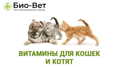 Витамины для котят: как и какие давать