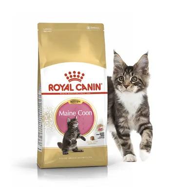 Сухой корм для котят Royal Canin Maine Coon Kitten породы мейн-кун 0.4 кг.  купить в 🐶Jessy Pet Shop - интернет-магазин зоотоваров с бесплатной  доставкой по Черновцам и Украине