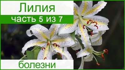 Цветок лилия: посадка и уход весной и осенью, фото, размножение, пересадка,  болезни, фото