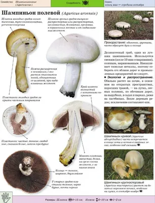 Виды (сорта) грибов шампиньонов: известно около 200