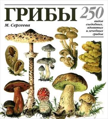 Осенние грибы — когда и какие пойдут, как отличить от опасных двойников