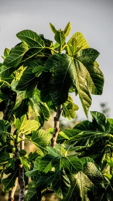 Как вырастить магнолию в своем саду? Знает GreenMarket!