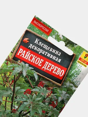 Растение клещевина - ядовитая красота — купить по низкой цене на Яндекс  Маркете