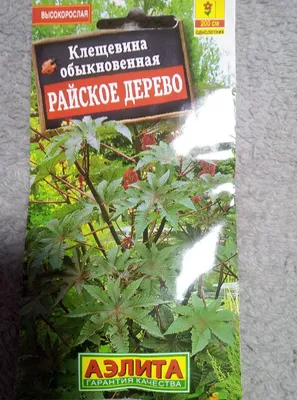 Киров | Компания «Железно» прокомментировала установку арт-объекта «Райское  дерево» - БезФормата