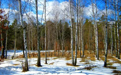 Ранняя весна в лесу фото