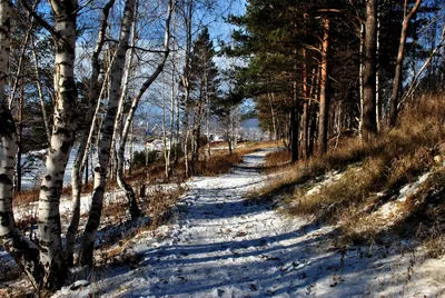 Лес ранней весной - 64 фото