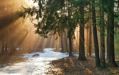 Ранняя Весна в лесу - фото и картинки: 33 штук