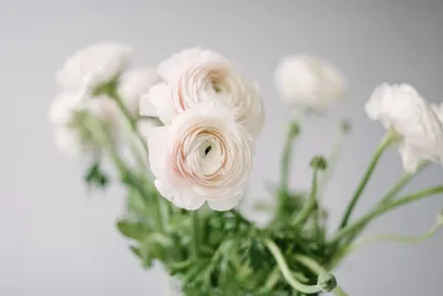 Ranunculus white / Ранункулюс белый - Bloom by Happy Doll UA