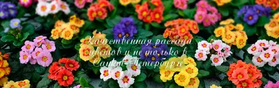 Рассада многолетних и однолетних цветов от компании ООО Рассада