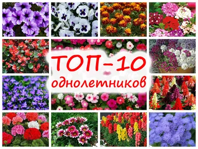 ТОП-10 однолетних цветов по мнению садоводов – какие цветы выращивают чаще  всего?