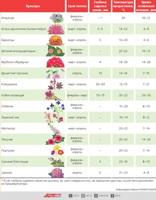 Условия для выращивания рассады однолетних цветов. Инфографика | Цветы |  Дача | Аргументы и Факты