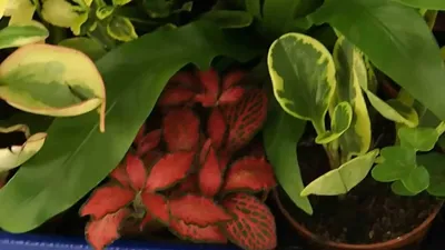 Plant Mix - YouTube