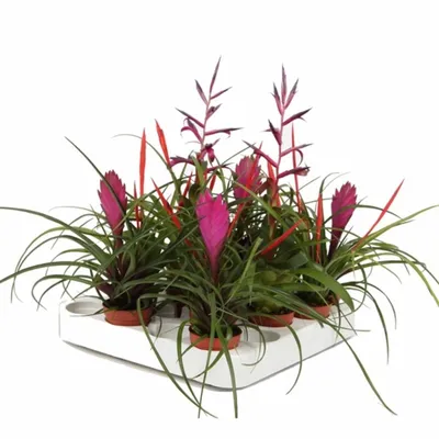 Тилландсия Микс (Tillandsia mixed) - описание сорта, фото, саженцы,  посадка, особенности ухода. Дачная энциклопедия.