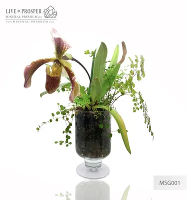 Paphiopedilum and plant mix with driftwood and obelisk of rock crystal –  Mineral Premium Ltd