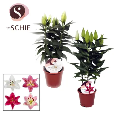 Lilium Or. Oriental Mix 3pp | Lilium Oriental Groep | Lilium Oriental Group  | Цветущие комнатные растения | Цветущие растения | All products | OZ  Planten