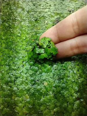 Купить Giant \u0026 Regular Duckweed Mix (50+) High Quality на Аукцион из  Америки с доставкой в Россию, Украину, Казахстан