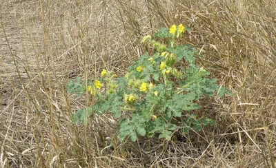 Solanum cornutum - Изображение особи - Плантариум