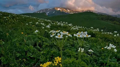 Земельные участки в предгорных районах Краснодарского края кубанцы смогут  получить безвозмездно