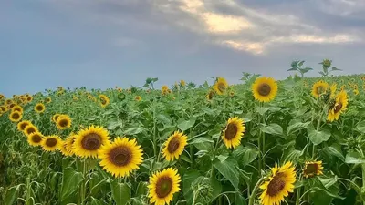 Цветы солнца: где сделать фото в подсолнухах в Краснодарском крае.  05.07.2021 г. Телеканал «Краснодар»