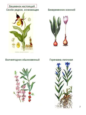 Лесная аптечка: какие лечебные травы растут под Петербургом, где их искать  и как заготавливать