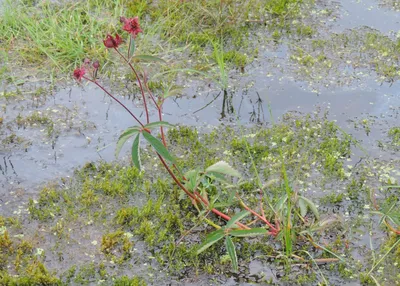 Краснокнижные (и не только) орхидеи в Ленобласти | Пикабу