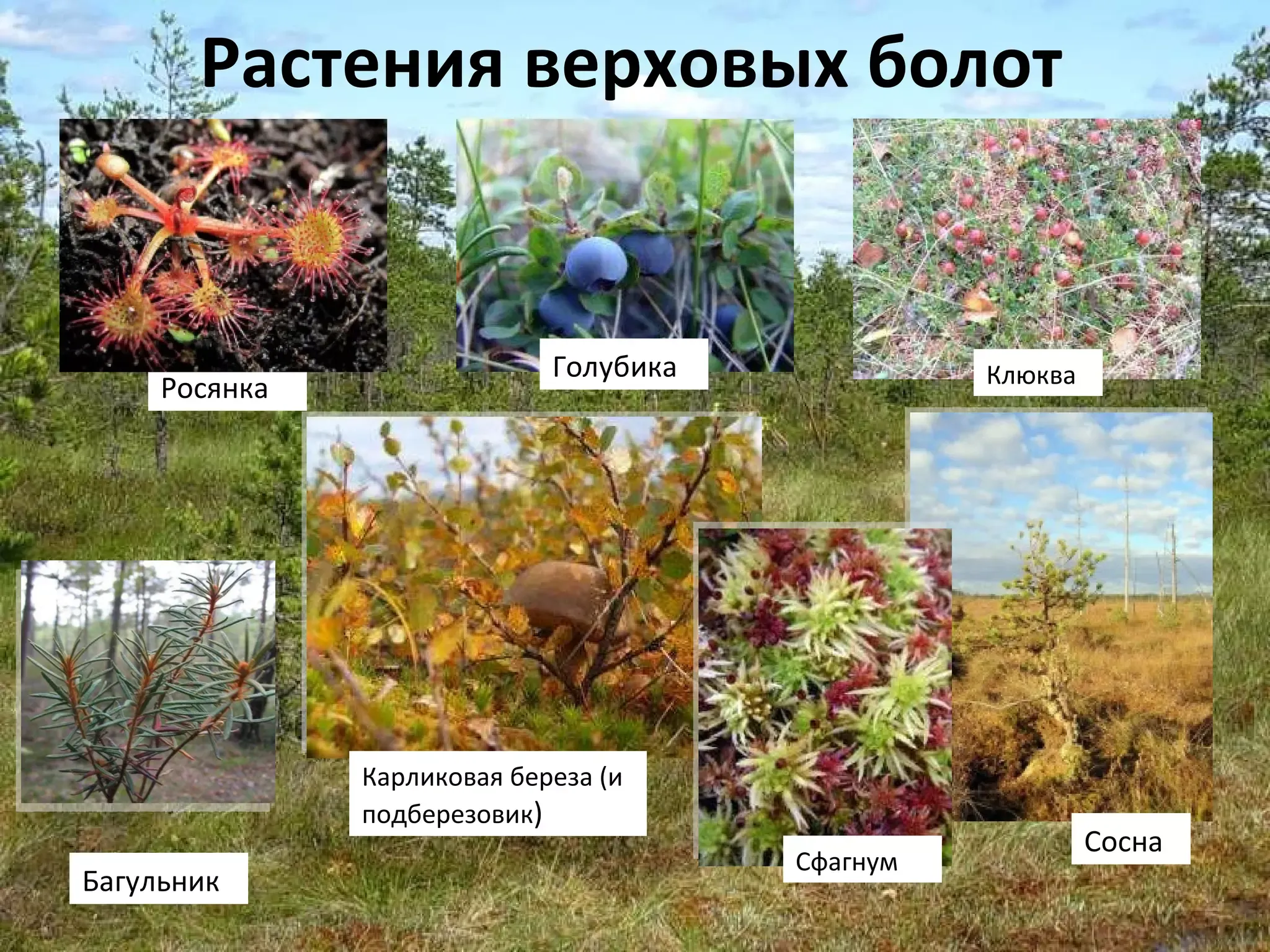 Растения верховых болот. Растения болот. Растения растущие на болотах. Растения болот Ленинградской области. Болотные растения названия.