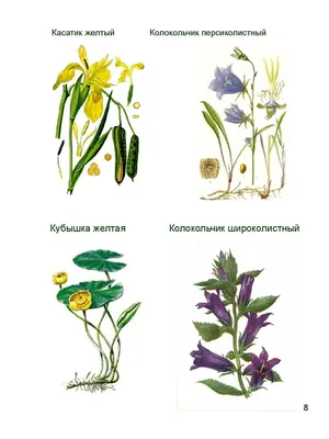 Мир растений