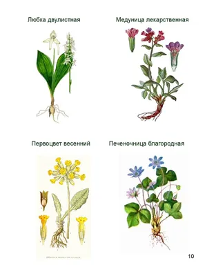 Многолетние растения для горок и клумб.