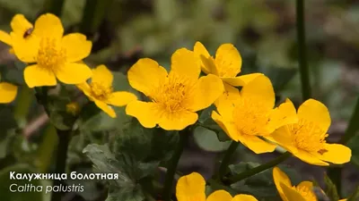Желтые цветы, весенняя на лужайке, растут Чистяков в солнечный день в Ленинградской  области Стоковое Фото - изображение насчитывающей садовничать, яркое:  179947954