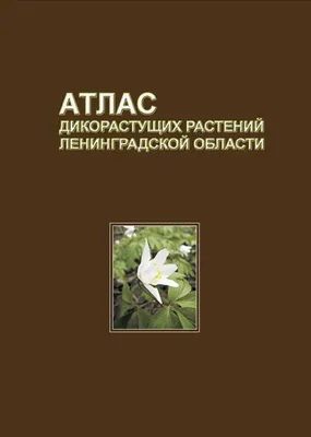 Травянистые растения Ленинградской области - фото и картинки: 40 штук