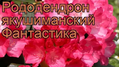 РОДОДЕНДРОН ЯКУШИМАНСКИЙ ФАНТАСТИКА горшок-с3 | Агрофирма «ФЛОС»