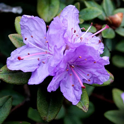 РОДОДЕНДРОН ЯКУШИМАНСКИЙ (Rhododendron yakushimanum) | ВКонтакте