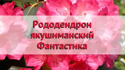 Купить саженцы рододендрона по цене от производителя в Заокских Питомниках