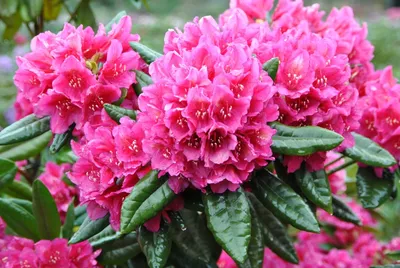 Рододендрон ГИБРАЛТАР (Rhododendron Gibraltar) - Питомник растений  Владимира Овчинникова