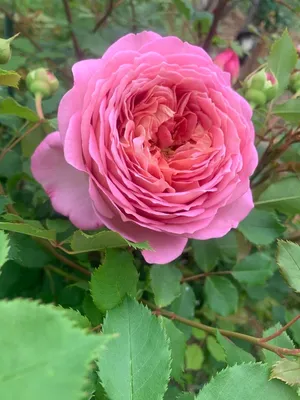 Купить оптом Роза английская Jubilee Celebration (Джубили Селебрейшн)