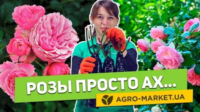 Роза английская \"Alan Titchmarsh\" (саженец класса АА+) высший сорт купить  почтой в Одессе, Киеве, Украине | Agro-Market