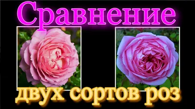 Роза Джубили Селебрейшн и Алан Титчмарш. Ваш Выбор? смотреть онлайн видео  от КФХ ГРАНДИФЛОРА в хорошем качестве.