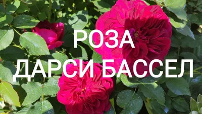 Дарси Бассел | Роза английская ,канадская ,Остина,Мейланд,тантау