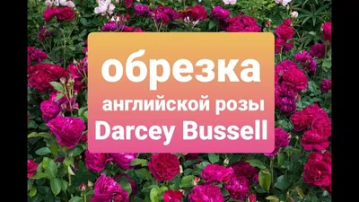 купить розы леонардо да винчи саженцы в смоленске — купить по низкой цене  на Яндекс Маркете