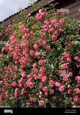 Super Dorothy Perkins, Rambler Rose | Rosarium Lottum