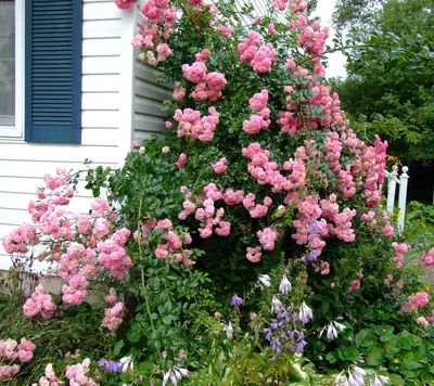 Rosa 'Dorothy Perkins' (Ra) – Ballyrobert Gardens