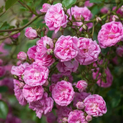 Todd Boland lóri Twitter: \"One of the most prolific rambling roses...Dorothy  Perkins #gardening #gardeningtips #nlgardening #ramblingrose  https://t.co/FAEilAlEtn\" / Twitter