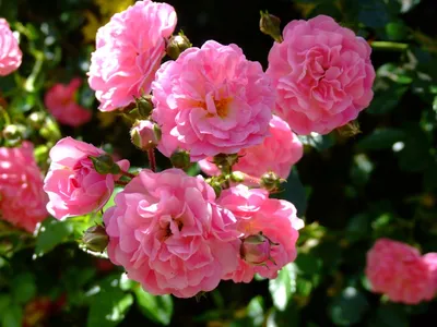 Rose `Dorothy Perkins` in Bloom on the Arches in the Elizabeth Park Rose  Garden Stock Image - Image of arches, floral: 120679751